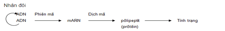 Lý thuyết Sinh học 12 Bài 2: Phiên mã và dịch mã (hay, ngắn gọn)