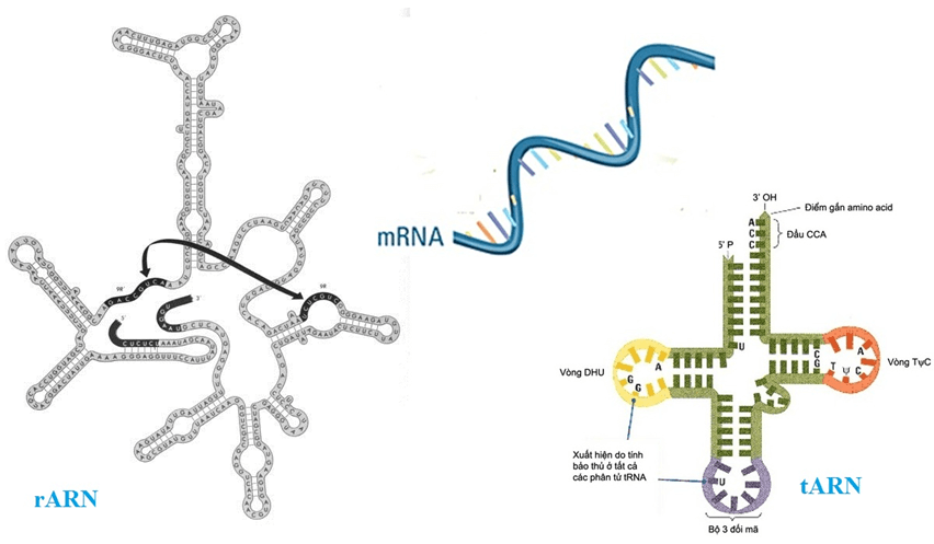 Lý thuyết Sinh học 12 Bài 2: Phiên mã và dịch mã (hay, ngắn gọn)