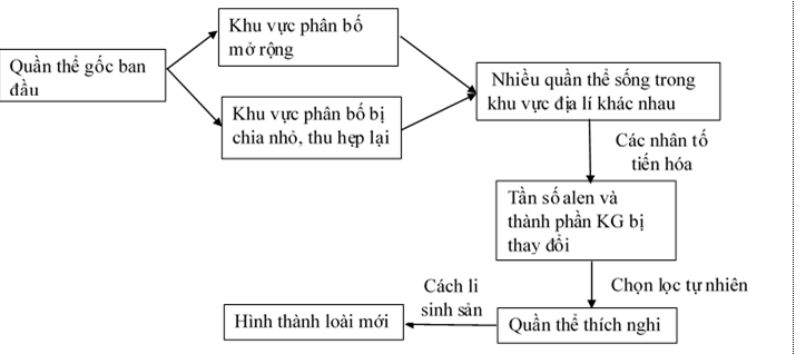 Lý thuyết Sinh học 12 Bài 30: Quá trình hình thành loài (tiếp theo) (hay, ngắn gọn)