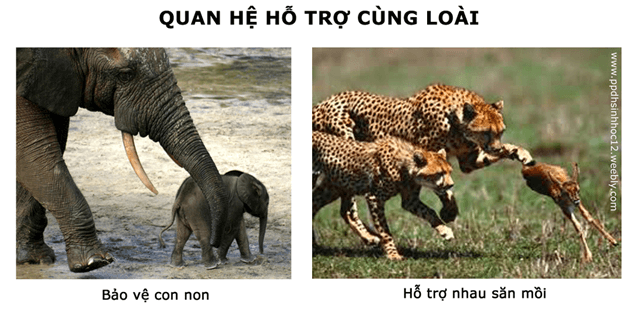 Lý thuyết Sinh học 12 Bài 36: Quần thể sinh vật và mối quan hệ giữa các cá thể trong quần thể (hay, ngắn gọn)