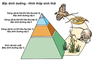 Lý thuyết Sinh học 12 Bài 40: Quần xã sinh vật và một số đặc trưng cơ bản của quần xã (hay, ngắn gọn)