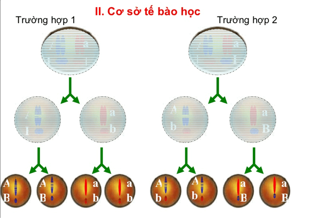 Lý thuyết Sinh học 12 Bài 9: Quy luật Menđen: Quy luật phân li độc lập (hay, ngắn gọn)