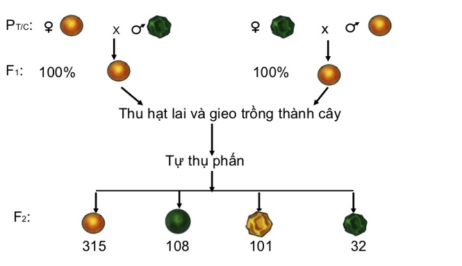 Lý thuyết Sinh học 12 Bài 9: Quy luật Menđen: Quy luật phân li độc lập (hay, ngắn gọn)