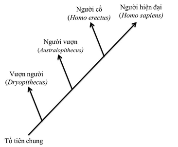 Lý thuyết Sinh học 12 Bài 34: Sự phát sinh loài người (hay, ngắn gọn)