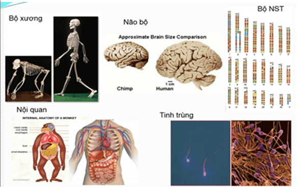 Lý thuyết Sinh học 12 Bài 34: Sự phát sinh loài người (hay, ngắn gọn)