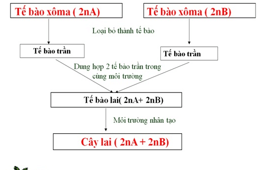 Lý thuyết Sinh học 12 Bài 19: Tạo giống bằng phương pháp gây đột biến và công nghệ tế bào (hay, ngắn gọn)