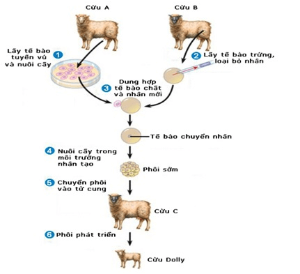 Lý thuyết Sinh học 12 Bài 19: Tạo giống bằng phương pháp gây đột biến và công nghệ tế bào (hay, ngắn gọn)