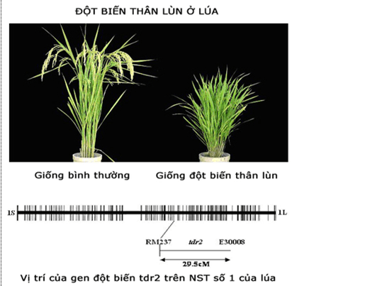 Lý thuyết Sinh học 12 Bài 19: Tạo giống bằng phương pháp gây đột biến và công nghệ tế bào (hay, ngắn gọn)