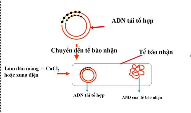 Lý thuyết Sinh học 12 Bài 20: Tạo giống nhờ công nghệ gen (hay, ngắn gọn)