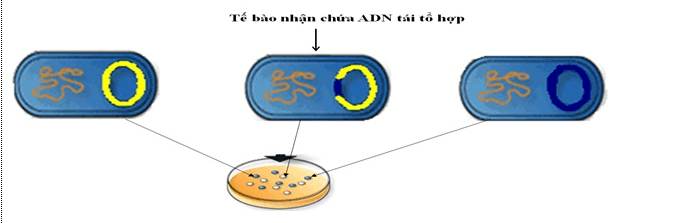 Lý thuyết Sinh học 12 Bài 20: Tạo giống nhờ công nghệ gen (hay, ngắn gọn)