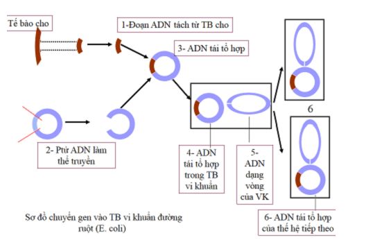 Lý thuyết Sinh học 12 Bài 20: Tạo giống nhờ công nghệ gen (hay, ngắn gọn)