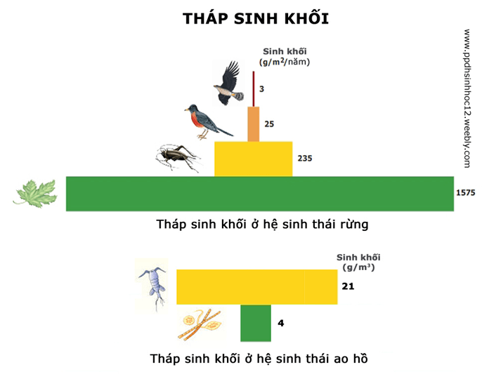 Lý thuyết Sinh học 12 Bài 43: Trao đổi vật chất trong hệ sinh thái (hay, ngắn gọn)