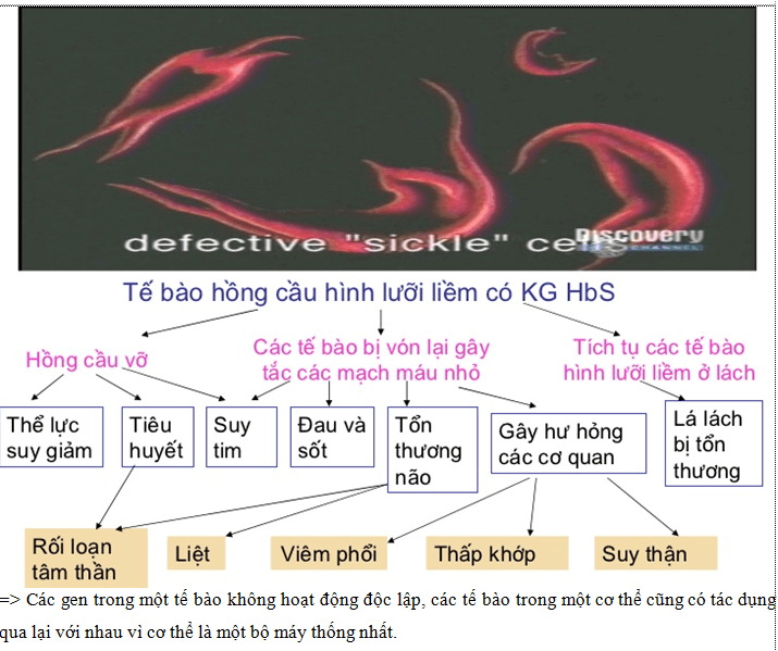 Lý thuyết Sinh học 12 Bài 10: Tương tác gen và tác động đa hiệu của gen (hay, ngắn gọn)