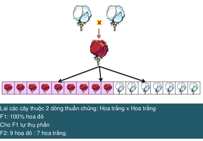 Lý thuyết Sinh học 12 Bài 10: Tương tác gen và tác động đa hiệu của gen (hay, ngắn gọn)