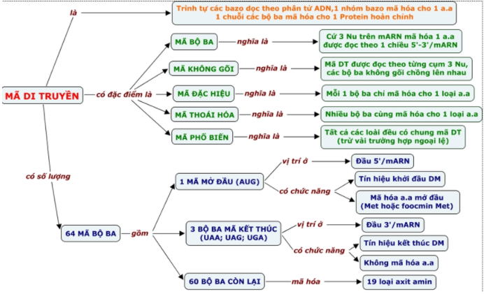 Bài 1: Gen, mã di truyền và quá trình nhân đôi ADN