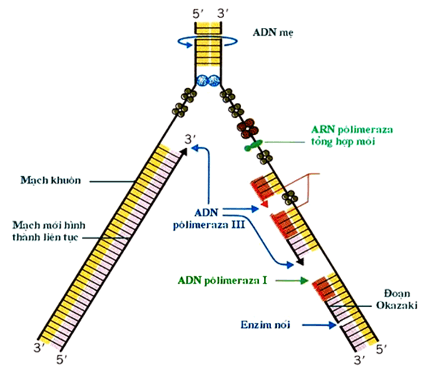 Bài 1: Gen, mã di truyền và quá trình nhân đôi ADN