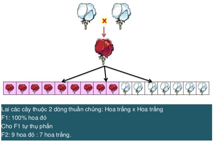 Bài 10: Tương tác gen và tác động đa hiệu của gen