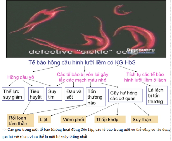 Bài 10: Tương tác gen và tác động đa hiệu của gen