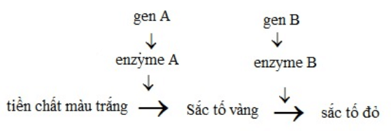 Bài 10: Tương tác gen và tác động đa hiệu của gen