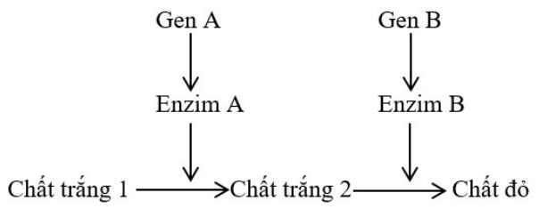 Bài 10: Tương tác gen và tác động đa hiệu của gen