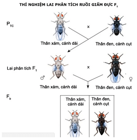 Bài 11: Liên kết gen và hoán vị gen