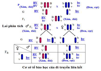 Bài 11: Liên kết gen và hoán vị gen