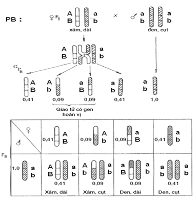 Bài 11: Liên kết gen và hoán vị gen