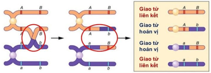 Bài 11: Liên kết gen và hoán vị gen