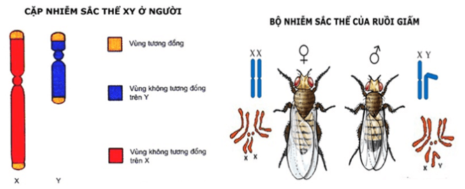 Bài 12: Di truyền liên kết với giới tính và di truyền ngoài nhân