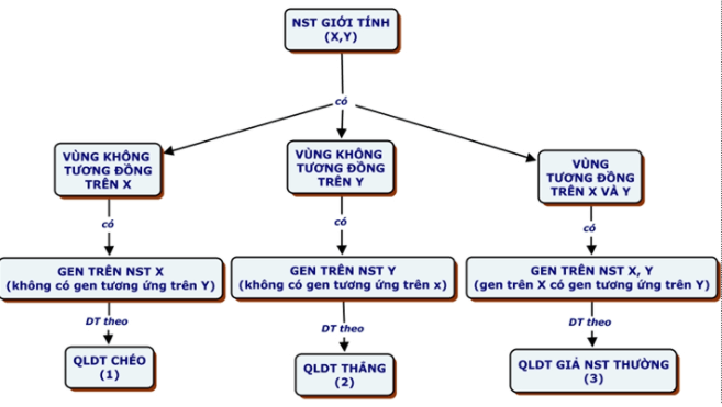 Bài 12: Di truyền liên kết với giới tính và di truyền ngoài nhân