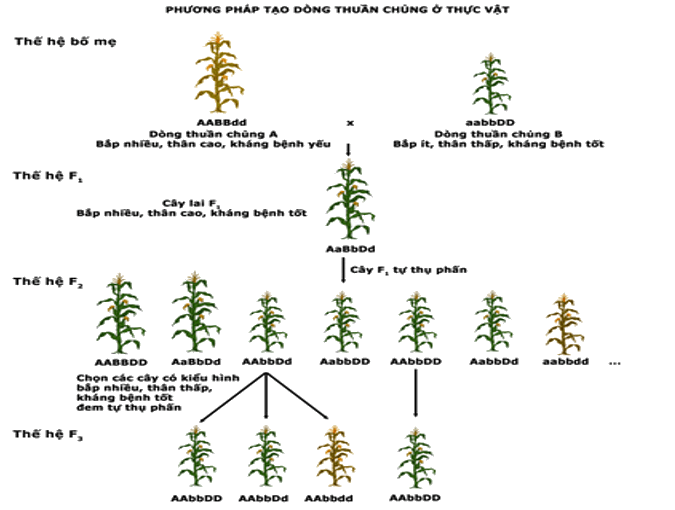Bài 18: Chọn giống vật nuôi và cây trồng dựa trên nguồn biến dị tổ hợp
