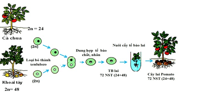 Bài 19: Tạo giống bằng phương pháp gây đột biến và công nghệ tế bào