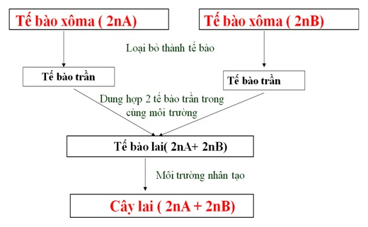 Bài 19: Tạo giống bằng phương pháp gây đột biến và công nghệ tế bào