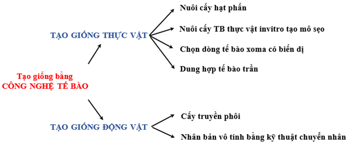 Bài 19: Tạo giống bằng phương pháp gây đột biến và công nghệ tế bào