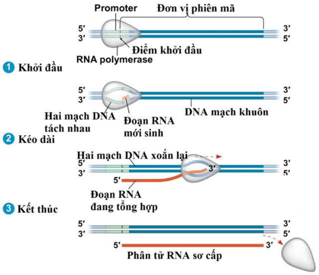 Bài 2: Phiên mã và dịch mã