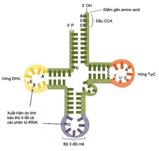 Bài 2: Phiên mã và dịch mã