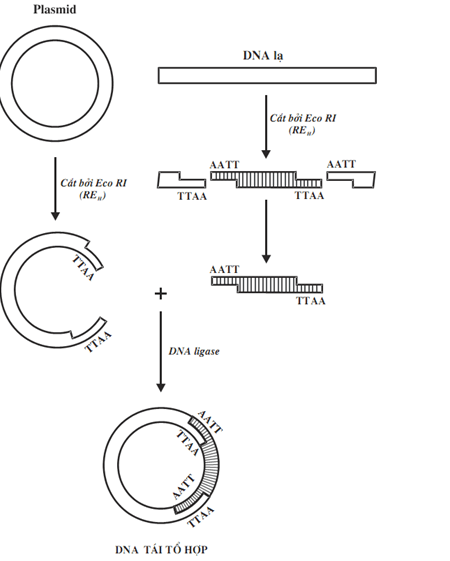 Bài 20: Tạo giống nhờ công nghệ gen