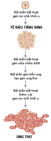 Bài 21: Di truyền y học