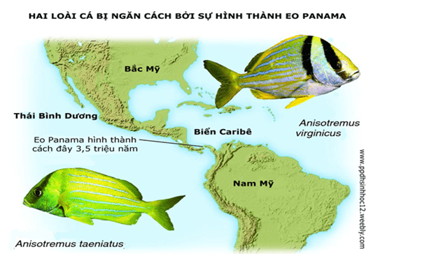 Bài 29 : Quá trình hình thành loài