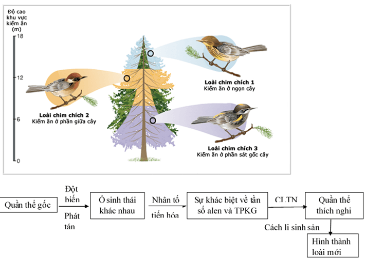 Bài 30: Quá trình hình thành loài (tiếp theo)