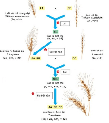 Bài 30: Quá trình hình thành loài (tiếp theo)