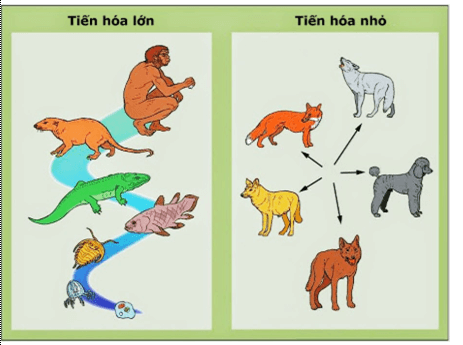 Bài 31: Tiến hóa lớn