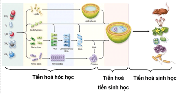 Bài 32: Nguồn gốc sự sống