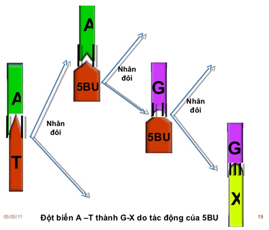 Bài 4: Đột biến gen