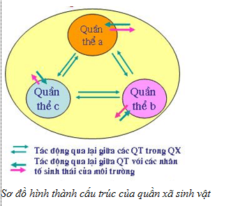 Bài 40: Quần xã sinh vật và một số đặc trưng cơ bản của quần xã