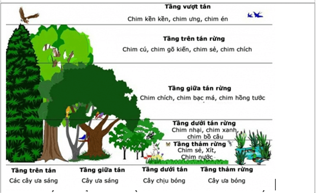 Bài 40: Quần xã sinh vật và một số đặc trưng cơ bản của quần xã