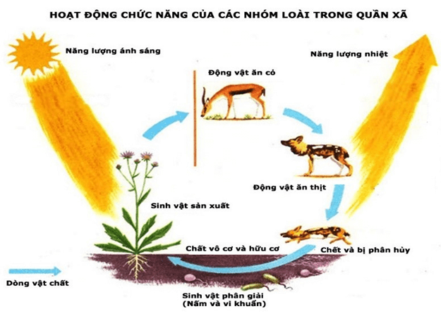 Bài 40: Quần xã sinh vật và một số đặc trưng cơ bản của quần xã