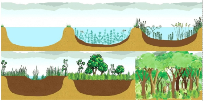 Bài 41: Diễn thế sinh thái