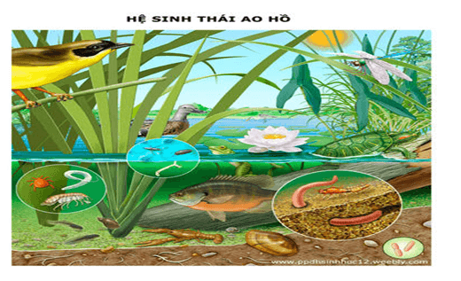 Bài 42: Hệ sinh thái