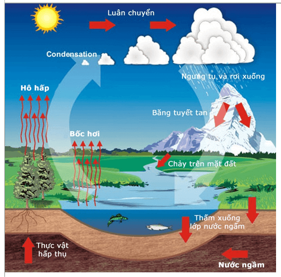 Bài 44: Chu trình sinh địa hóa và sinh quyển